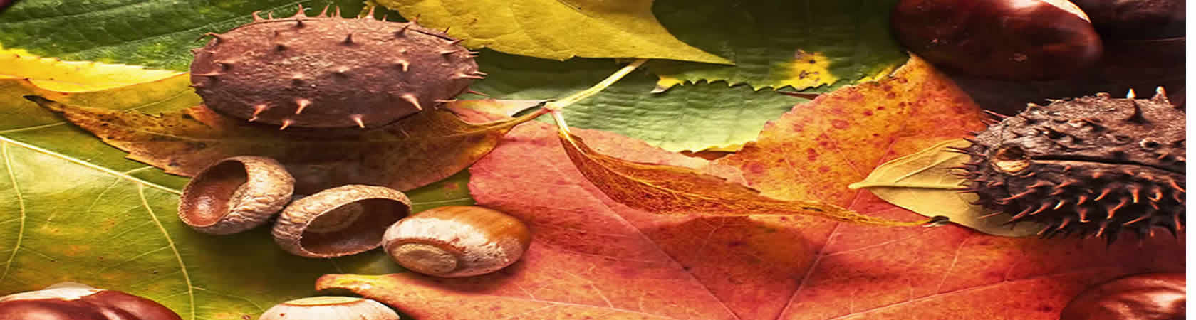 Small acorns